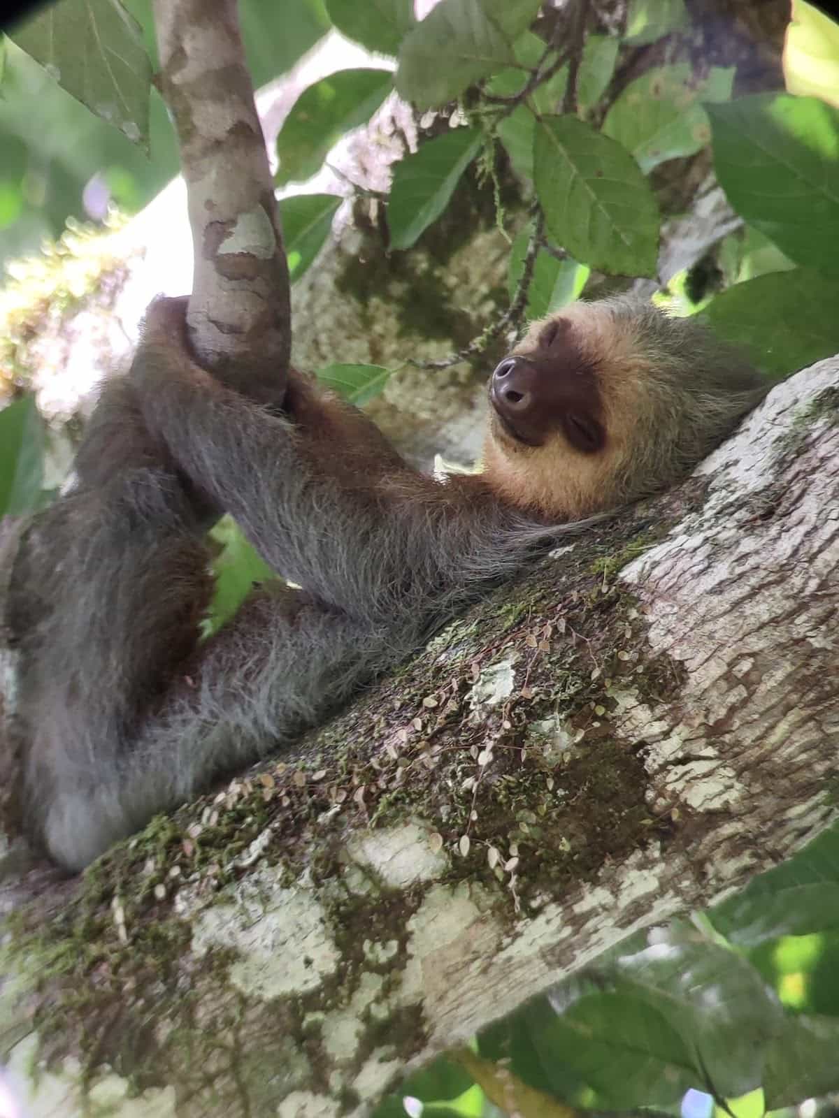 A Sloth Laying on Its Back in a Tree