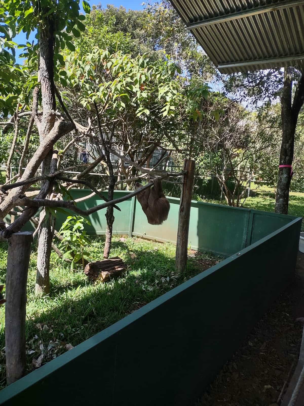 A Sloth in the Sloth Playground at Toucan Rescue Ranch A Sloth in the Sloth Playground at Toucan Rescue Ranch