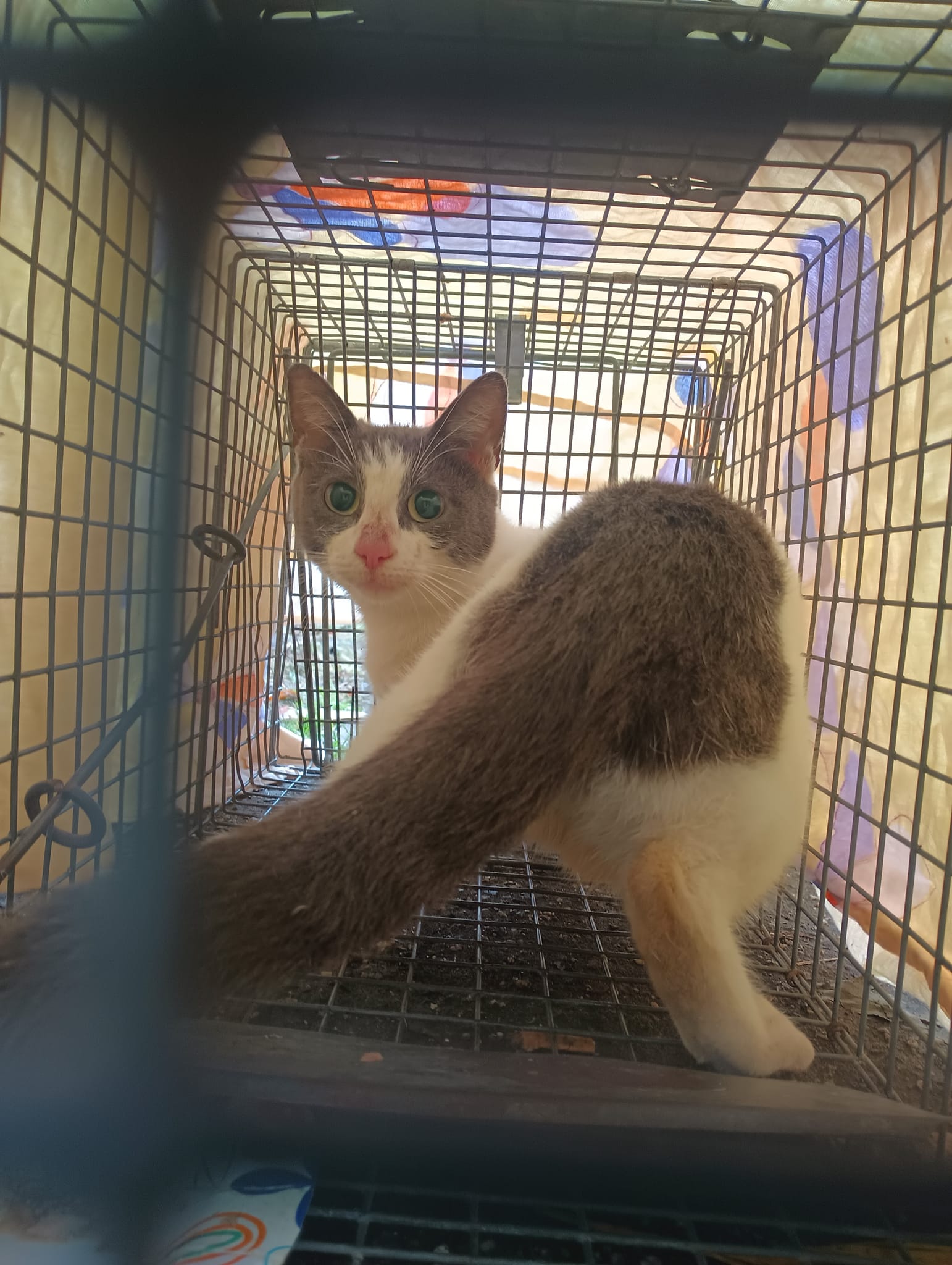 Cat in a Small Cage With a Sheet on Top of It