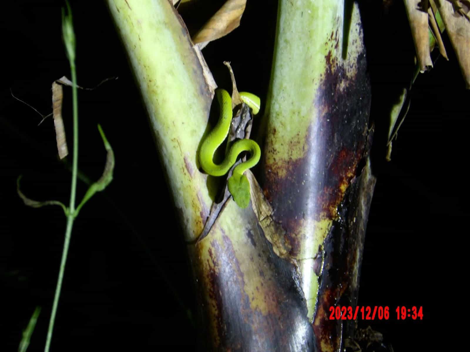 Green Nnake Wrapped Around a Tree Branch That We Saw During Our Night Tour of Monteverde Green Nnake Wrapped Around a Tree Branch That We Saw During Our Night Tour of Monteverde