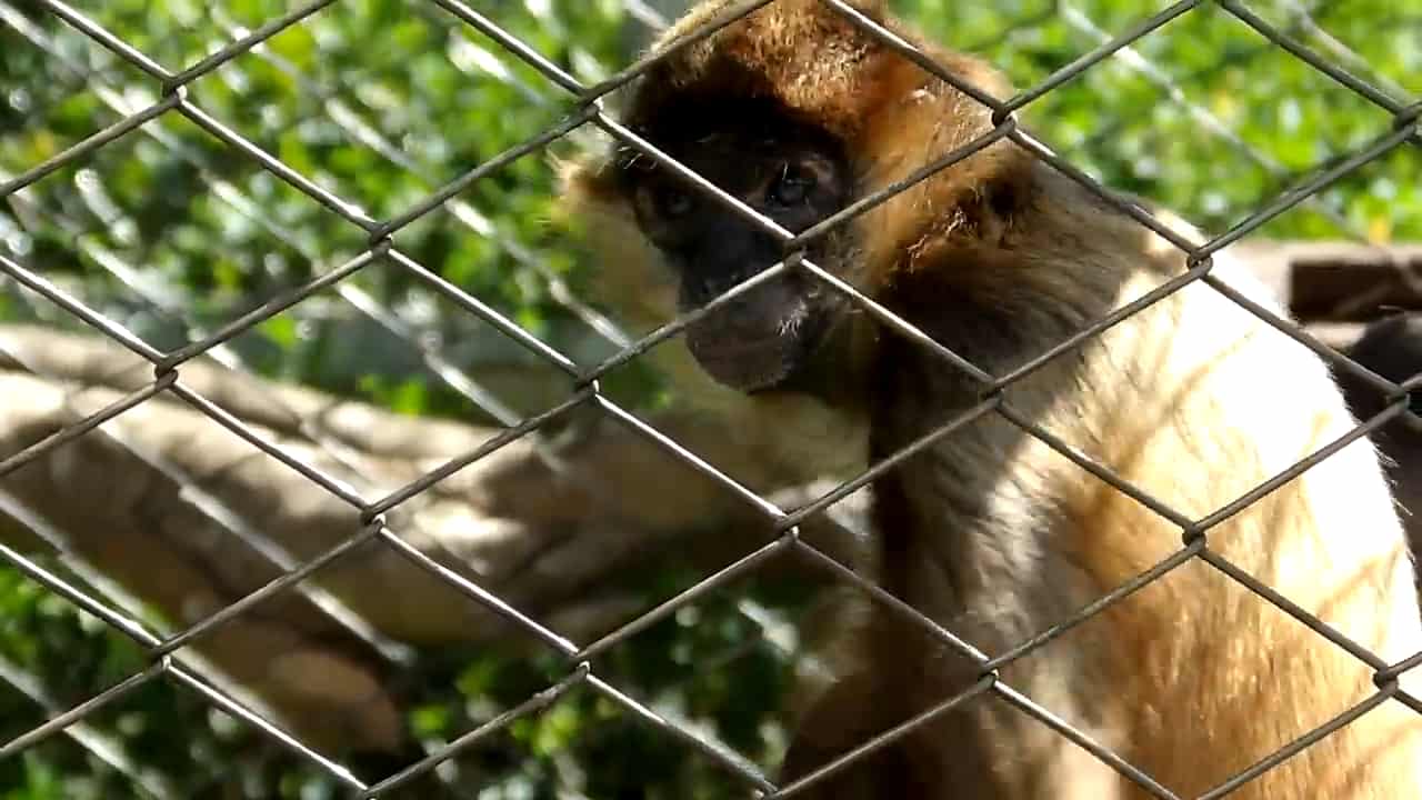 a Monkey at the Toucan Rescue Ranch Sanctuary a Monkey at the Toucan Rescue Ranch Sanctuary