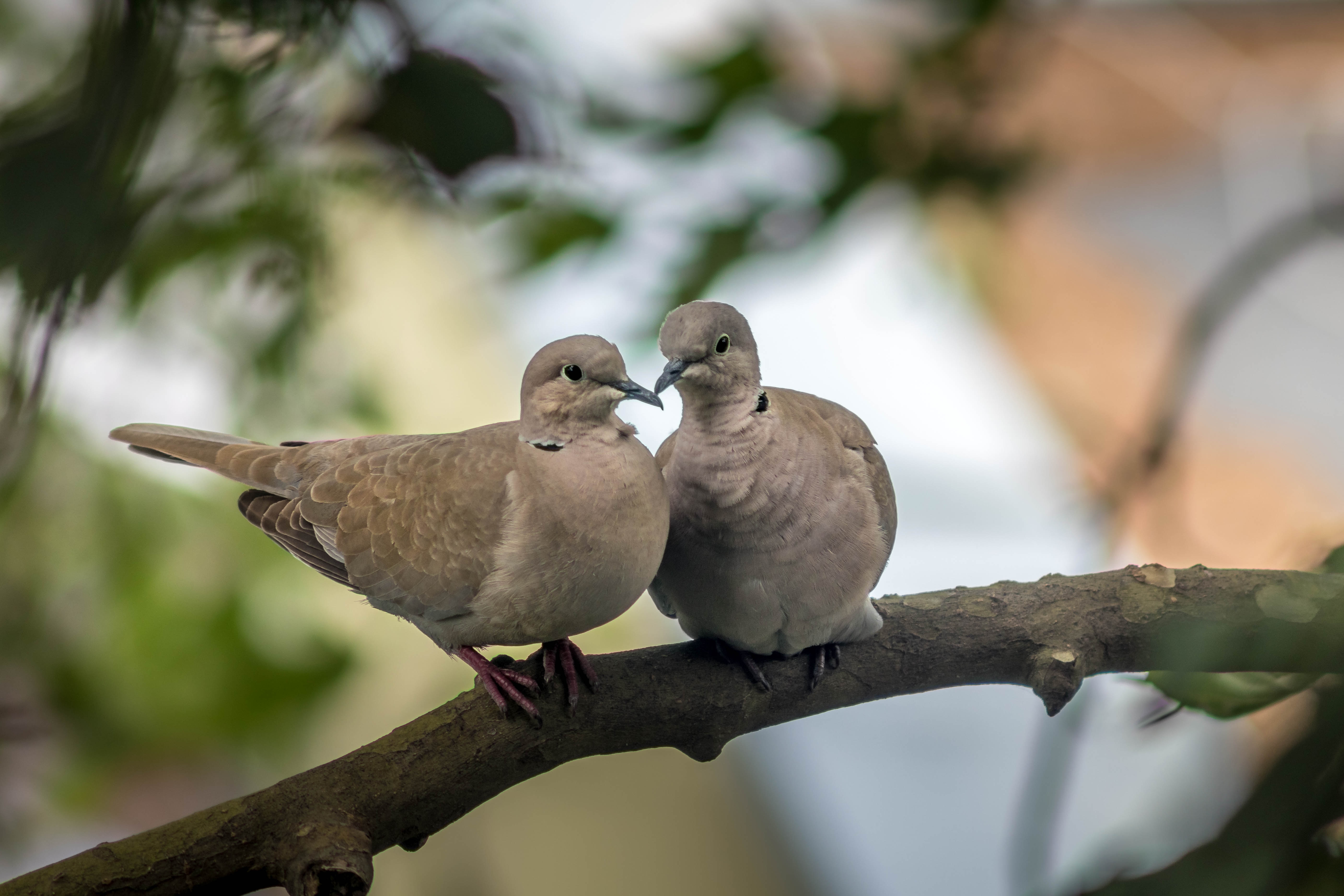 Two Doves on a Branch Two Doves on a Branch