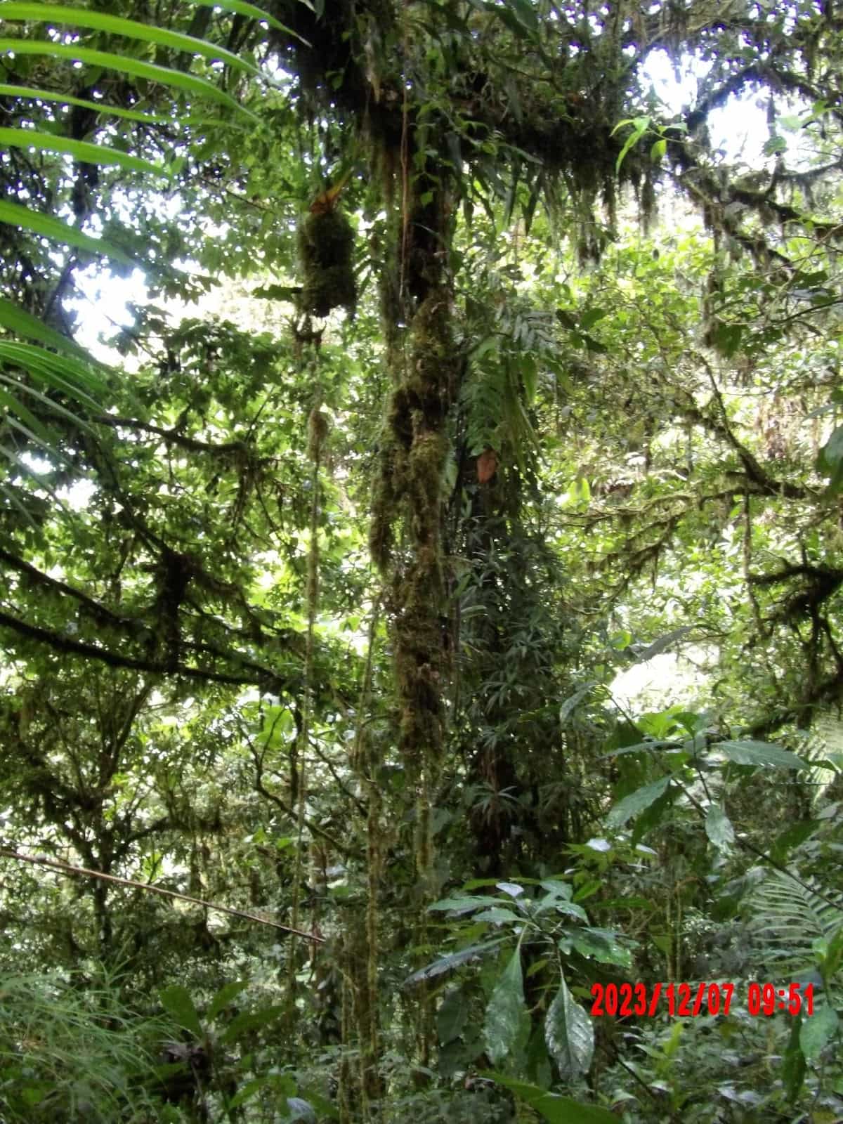 Lush Trees in St Elena Cloud Forest Lush Trees in St Elena Cloud Forest