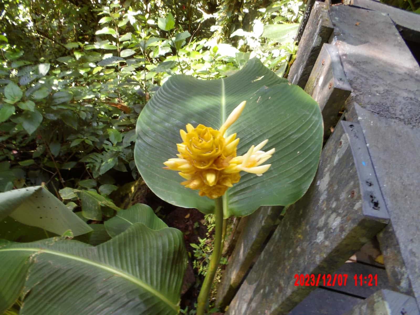 A Yellow Flower in Santa Elena Cloud Forest Reserve That We Saw During Our Ecotourism Tour of Monteverde Costa Rica A Yellow Flower in Santa Elena Cloud Forest Reserve That We Saw During Our Ecotourism Tour of Monteverde Costa Rica