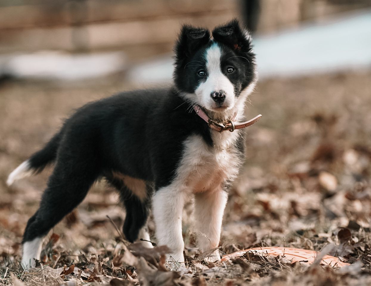 Black and White Dog Looking at the Camera.
