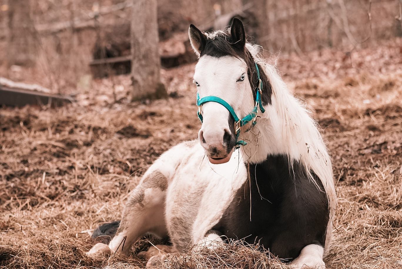 Horse Laying on the Ground Looking at the Camera