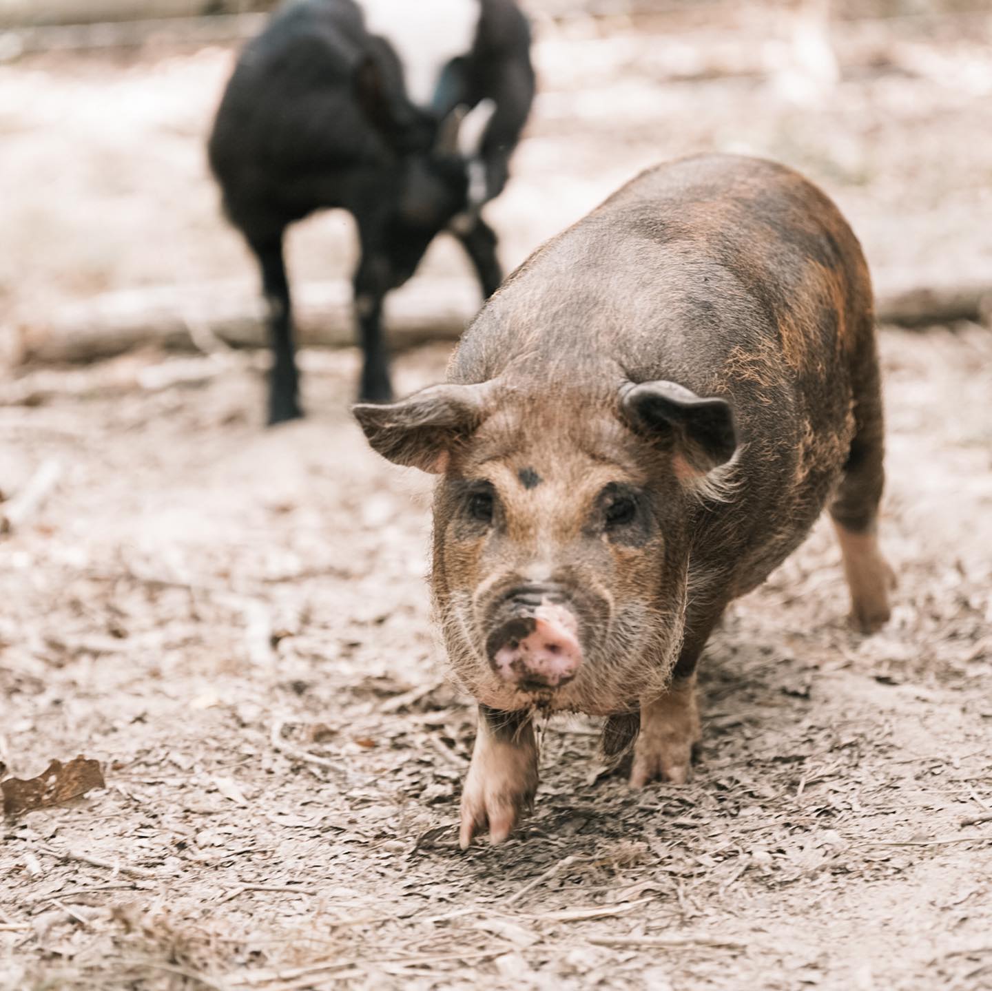 Pig Running Toward the Camera