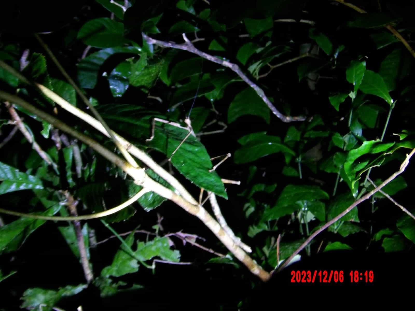 Stickbug on a Leaf That We Saw During Our Night Tour of Monteverde. It's Really Hard to See. Stickbug on a Leaf That We Saw During Our Night Tour of Monteverde. It's Really Hard to See.