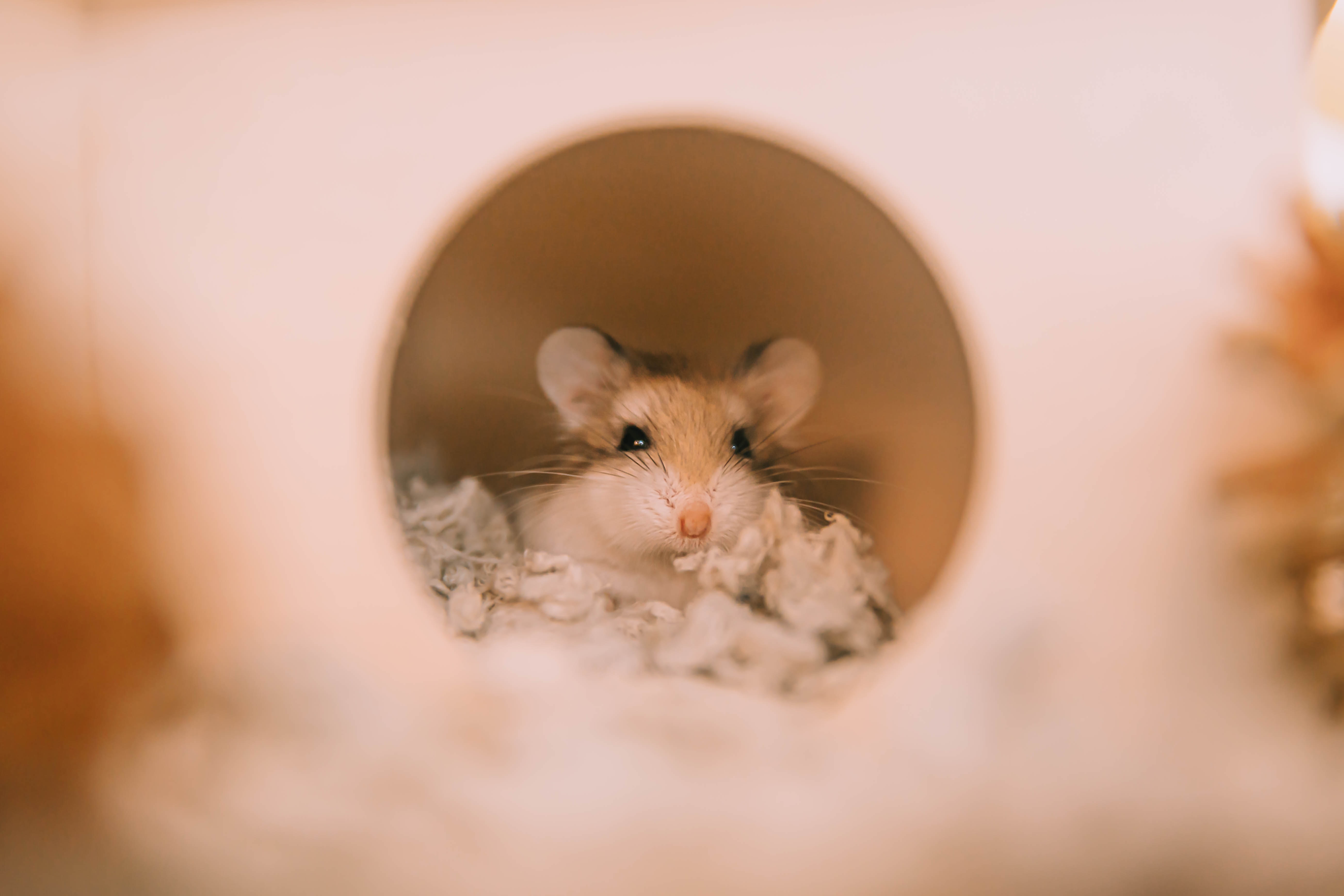 Hamster in a Cage with Bedding