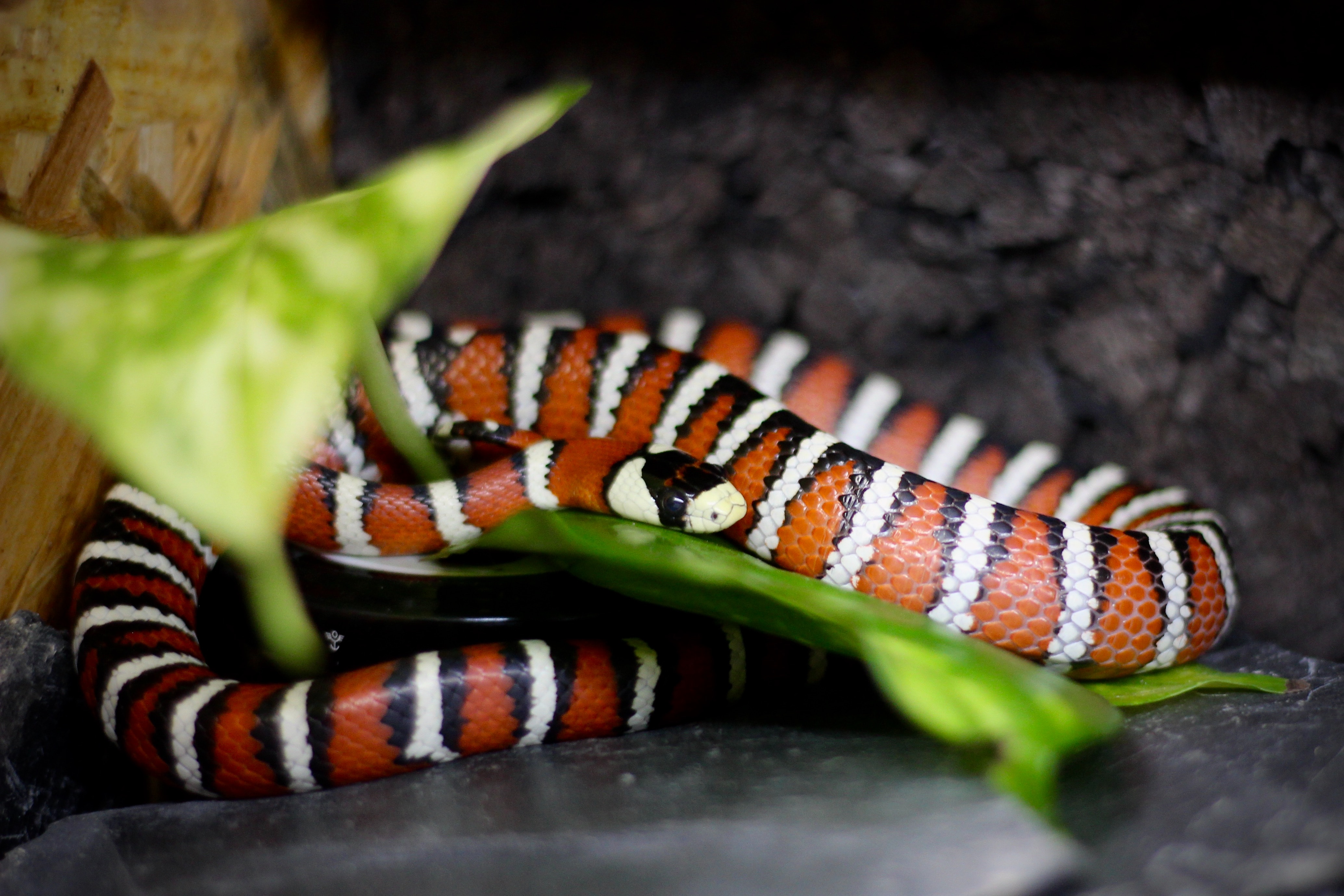 Pet milk snake coiled around a branch