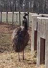 The Emu at Last Chance Rance