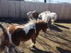 Some horses at Last Chance Ranch