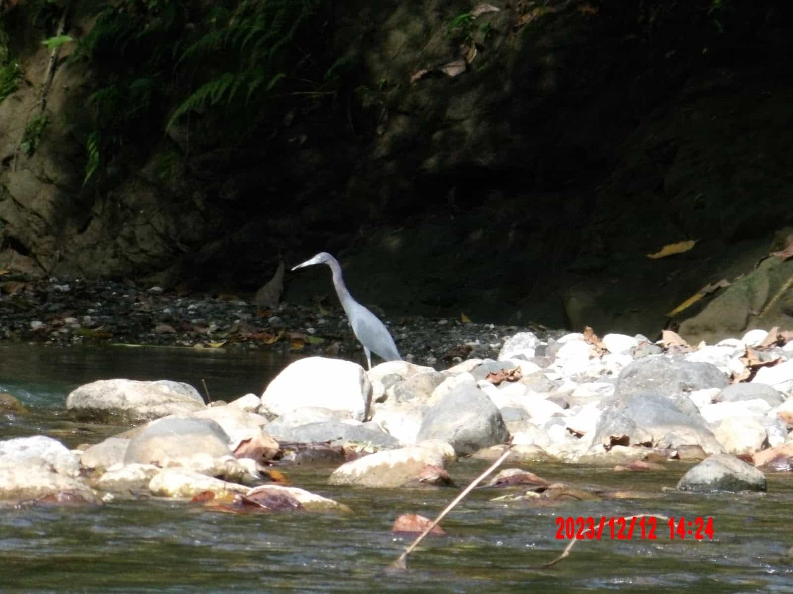 A Heron in the River