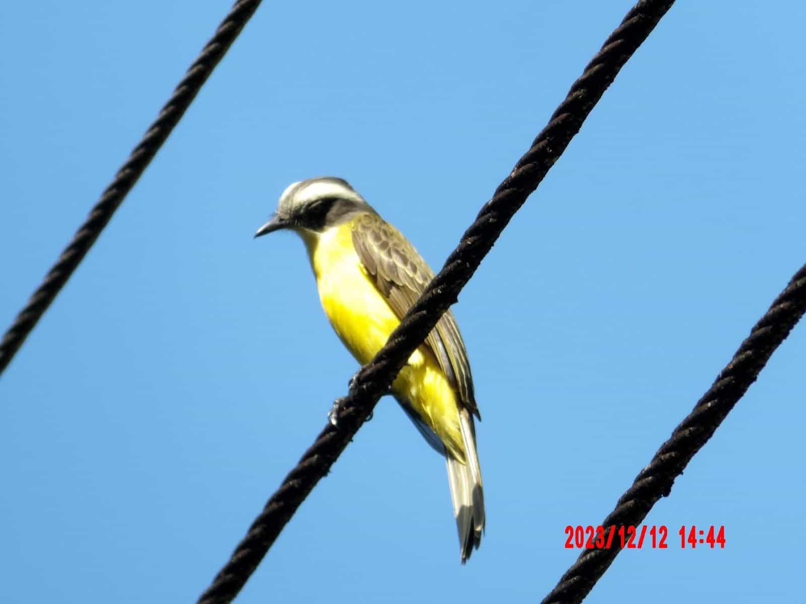 Yellow Bird Sitting on Some Wires
