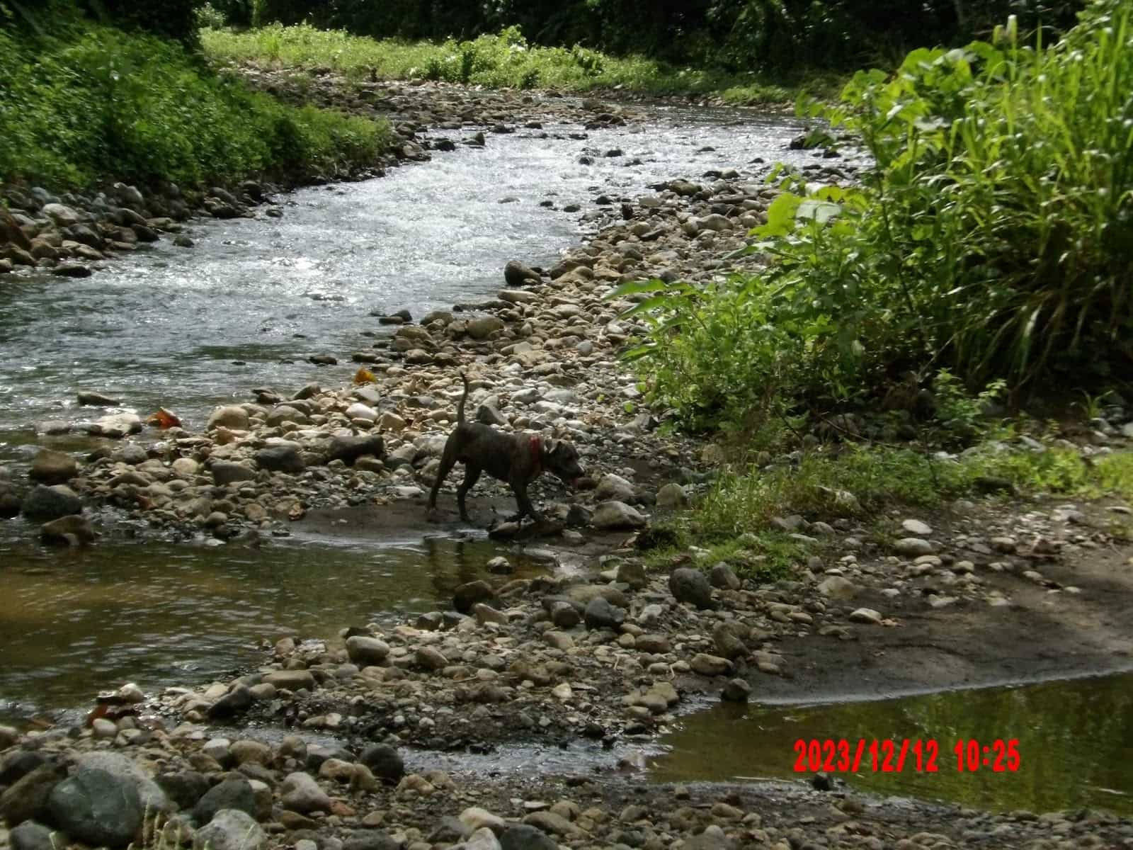 A Dog Frolicking by the River