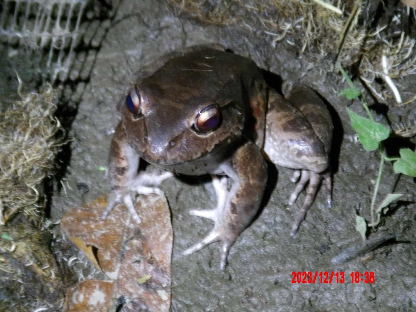 Close Up of a Frog in the Mud at Night