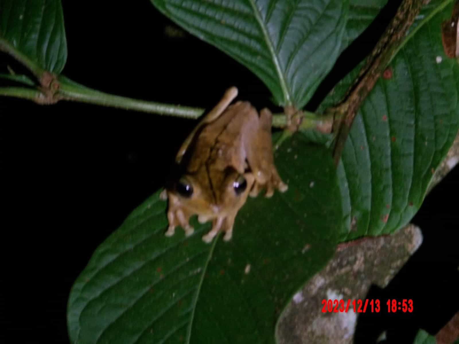 A Close Up of a Frog on a Leaf at Night