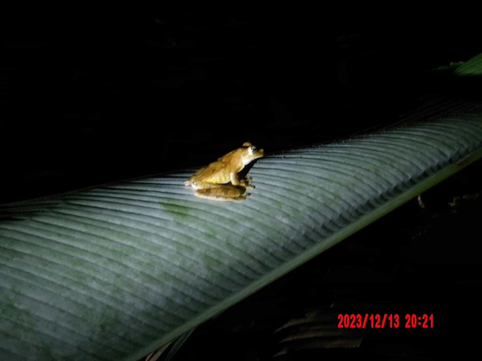 A Close Up of a Frog on a Leaf at Night