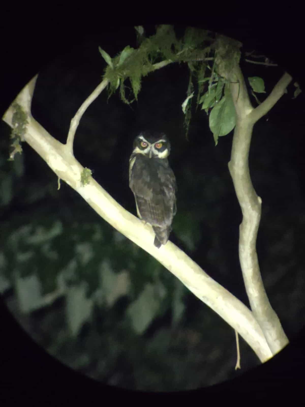 An Owl in a Tree at Night