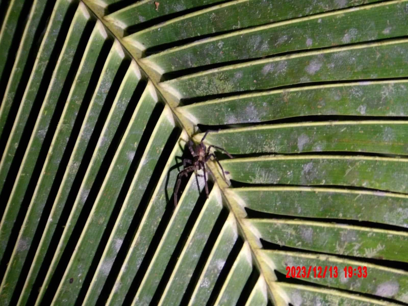 A spider on a fern leaf at night
