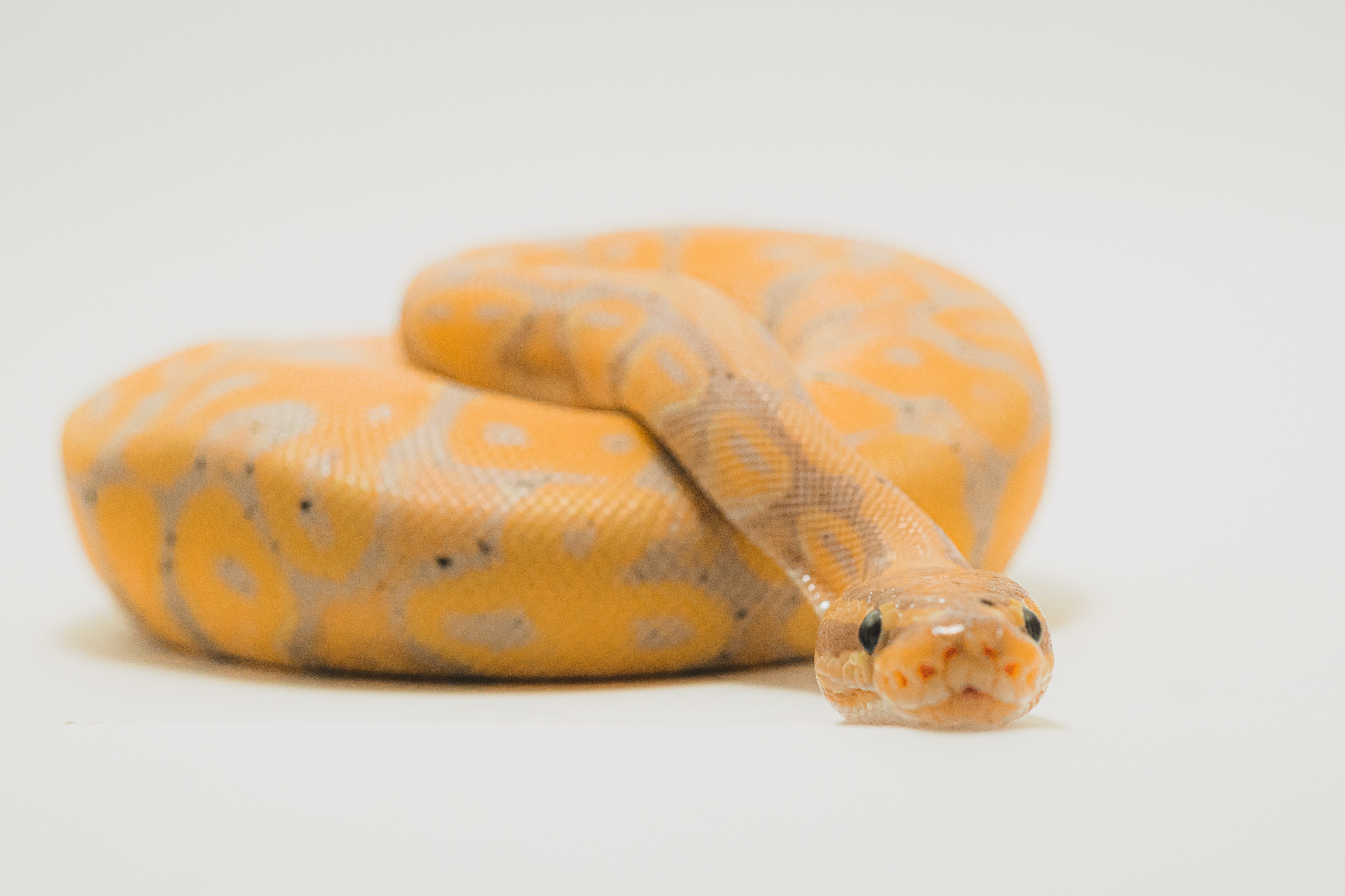 Orange Ball Python on a White Floor With a White Background.