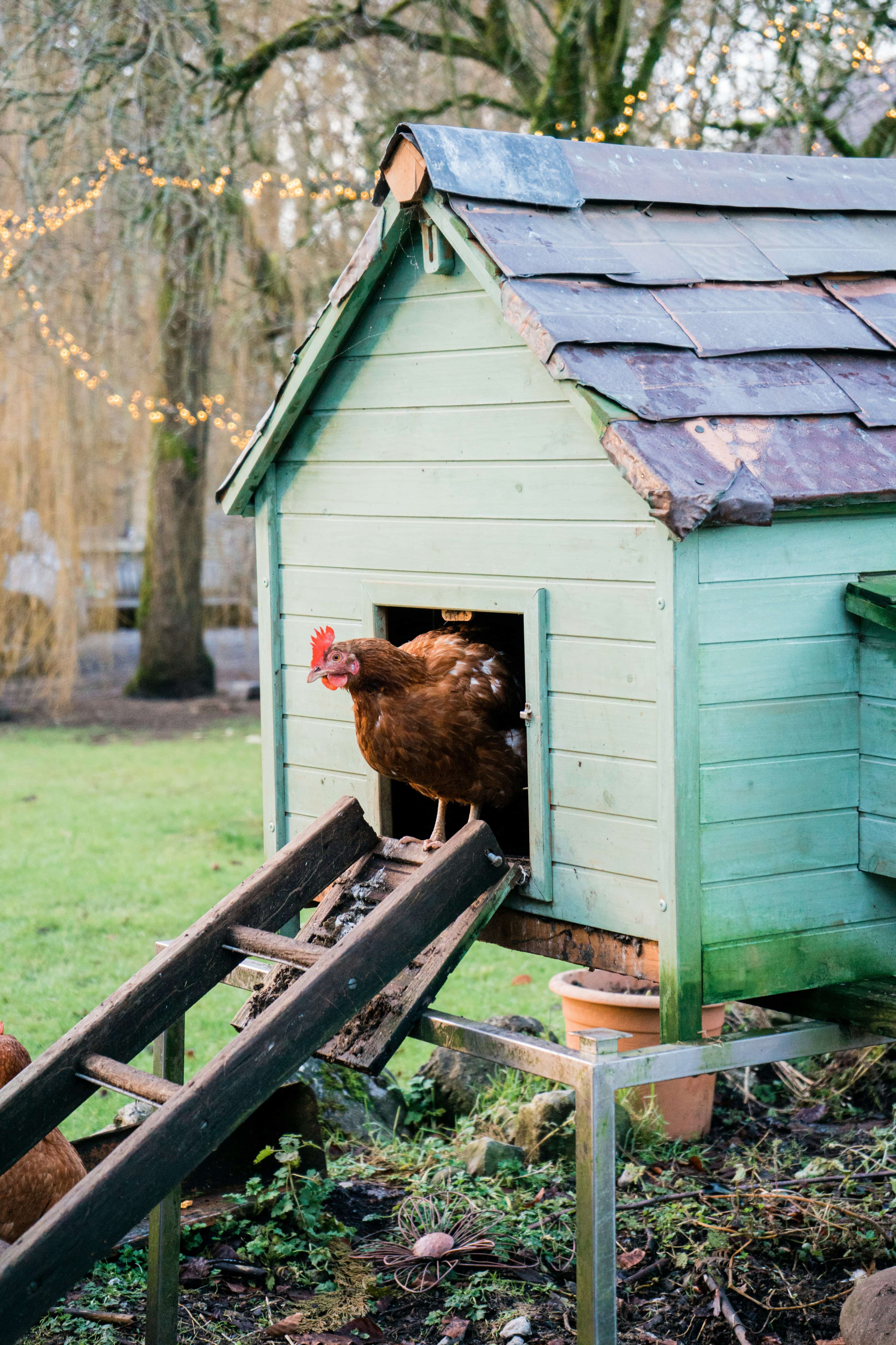 A Backyard Pet Chicken Coming Down a Ramp From Their Coop A Backyard Pet Chicken Coming Down a Ramp From Their Coop