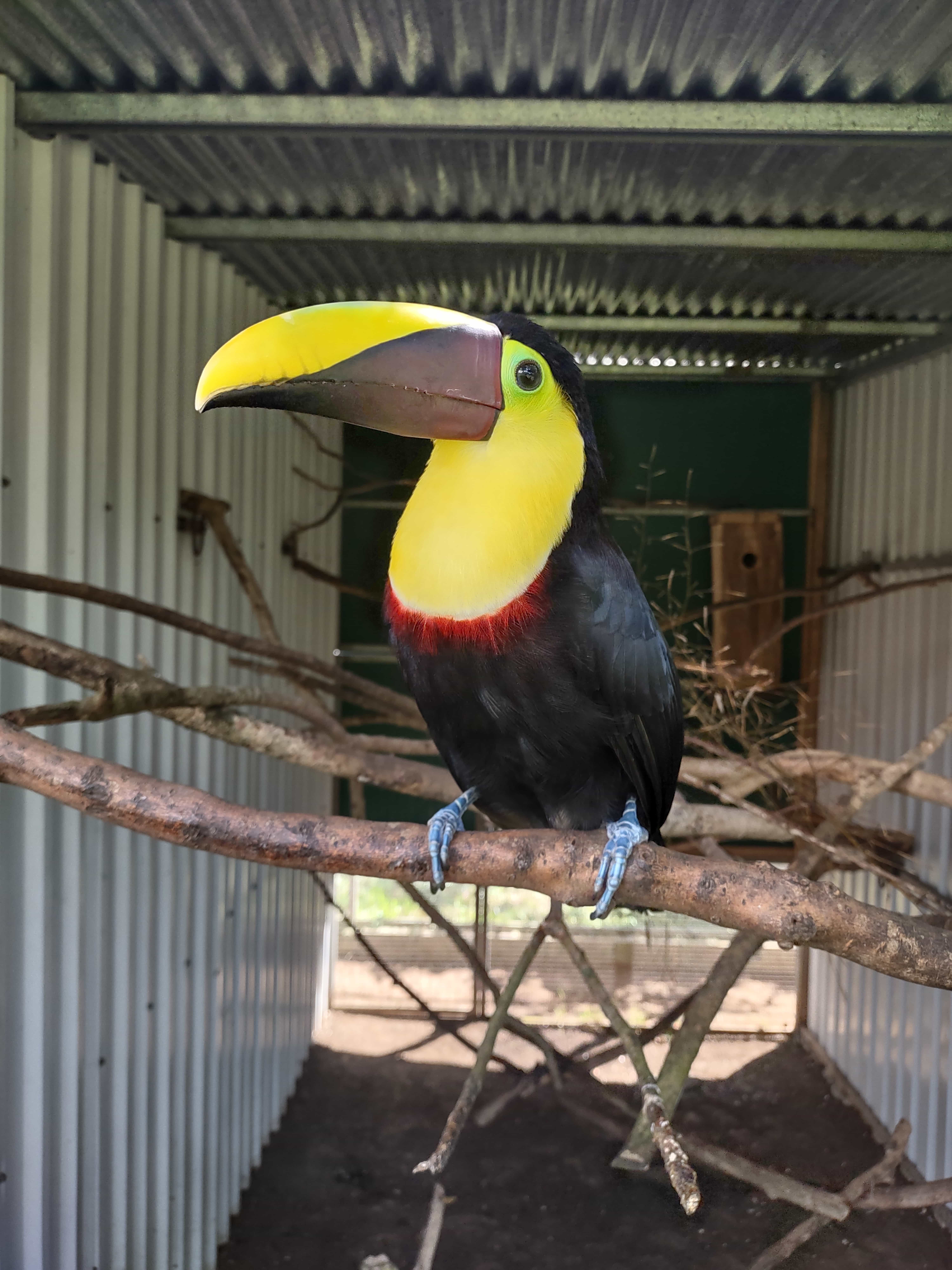 A Toucan and the Toucan Rescue Ranch in Heredia Costa Rica A Toucan and the Toucan Rescue Ranch in Heredia Costa Rica
