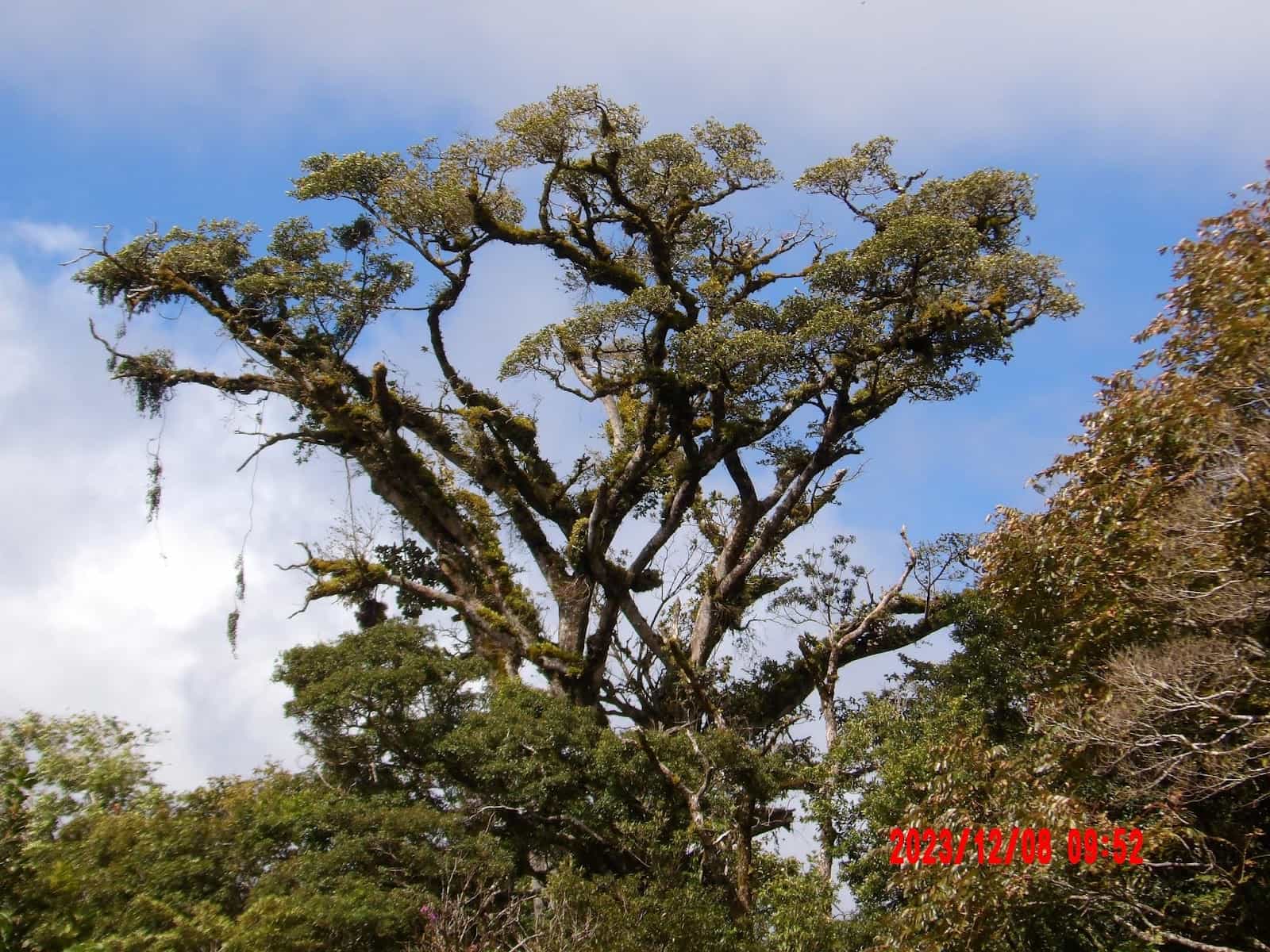 Big Tree With Some Vines Coming Out of That We Saw During Our Day Tour of Monteverde Big Tree With Some Vines Coming Out of That We Saw During Our Day Tour of Monteverde