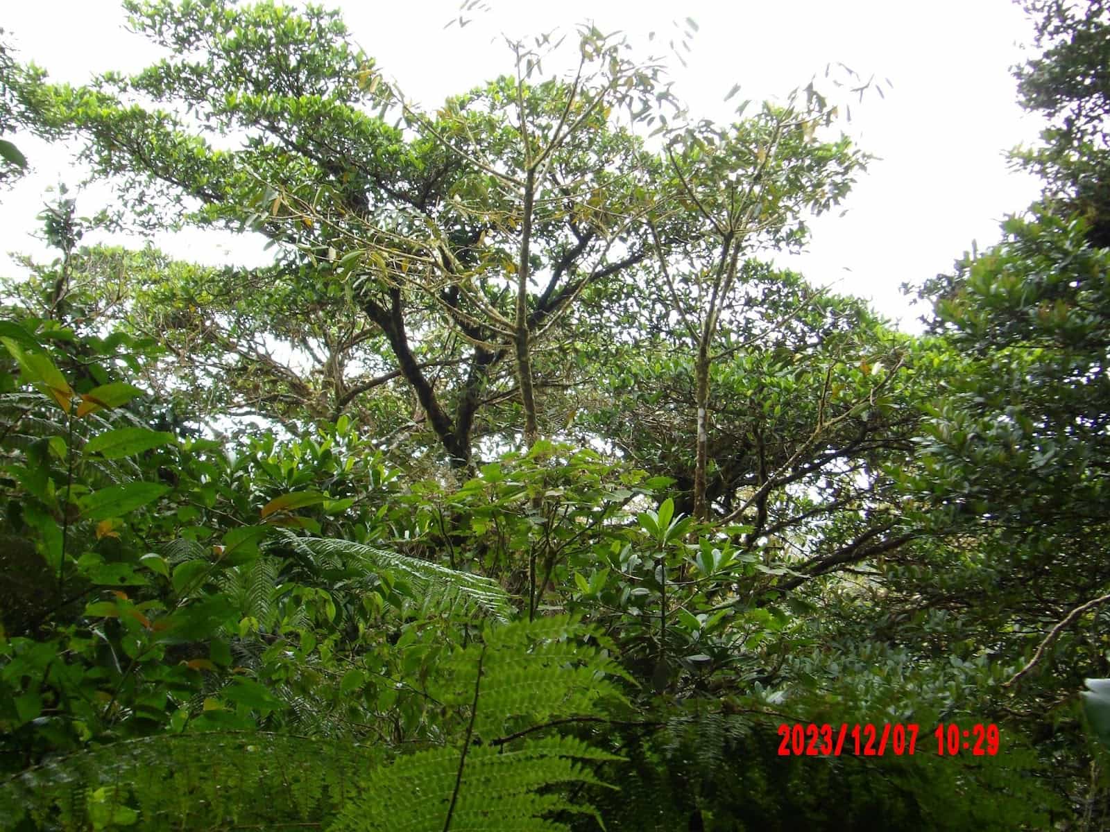 A Close Up of a Green Plant Surrounded by Other Greenery A Close Up of a Green Plant Surrounded by Other Greenery