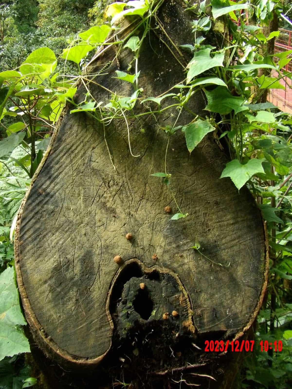 A Tree That Has Been Cut in St Elena Cloud Forest Reserve A Tree That Has Been Cut in St Elena Cloud Forest Reserve