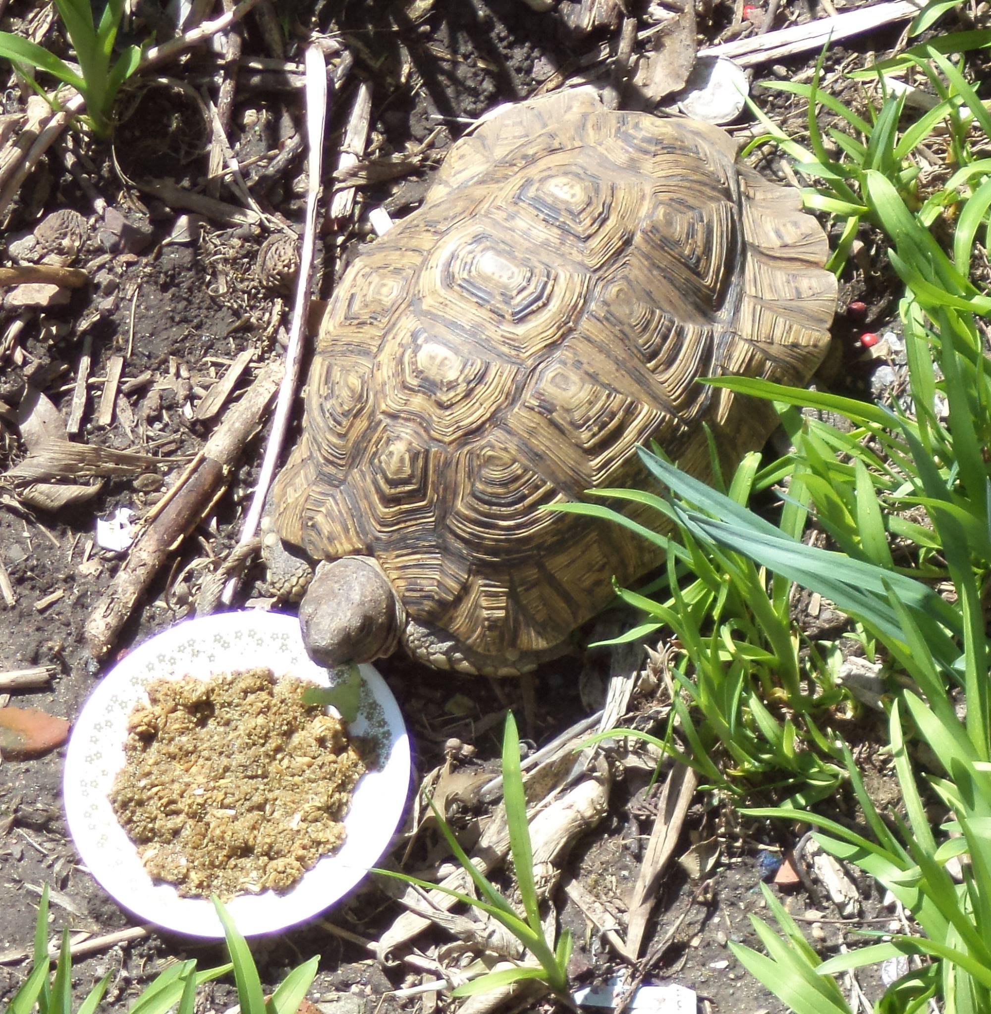 Pet Tortoise Care: Tucker My Pet Tortoise Eating Food From a Bowl Pet Tortoise Care: Tucker My Pet Tortoise Eating Food From a Bowl