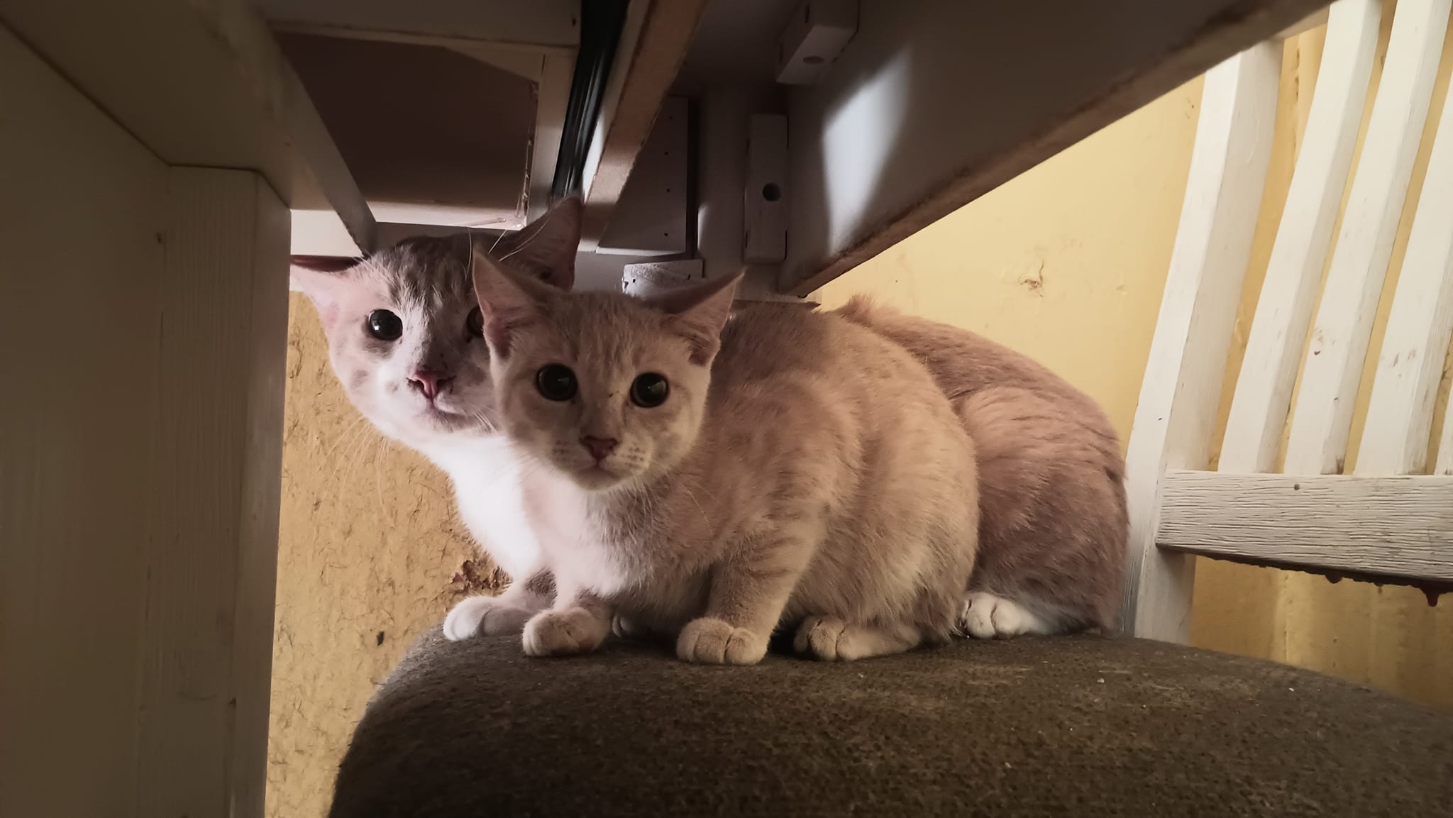 Two Orange Cats Under a Table