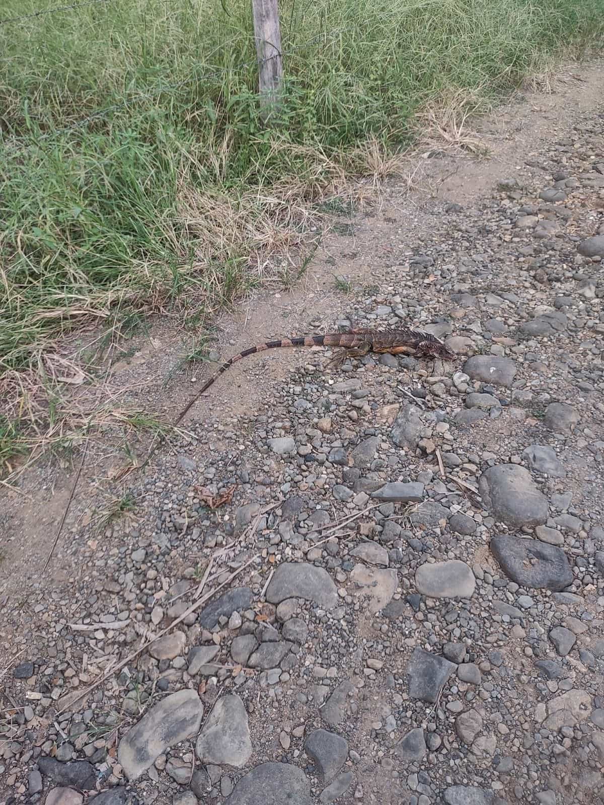 Iguana on a Dirt Road Iguana on a Dirt Road