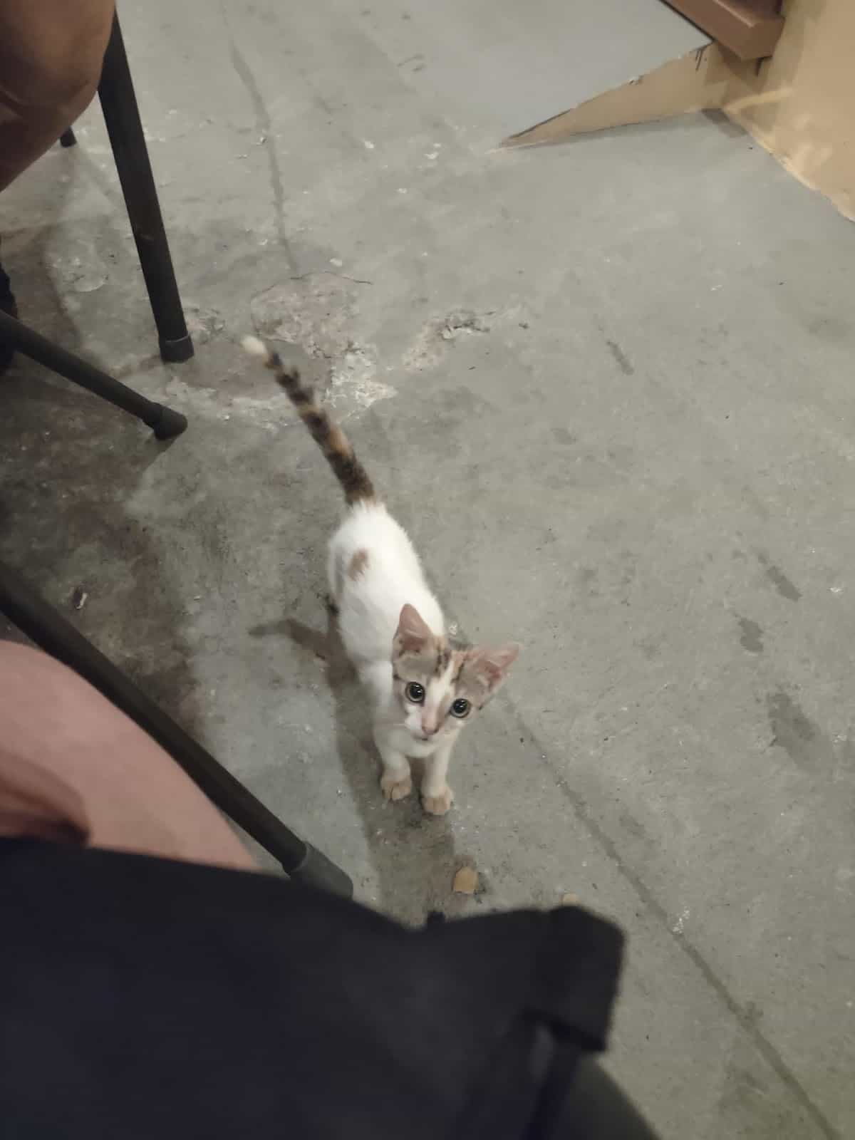 White and Brown Kitty on the Ground Looking Up at the Camera White and Brown Kitty on the Ground Looking Up at the Camera