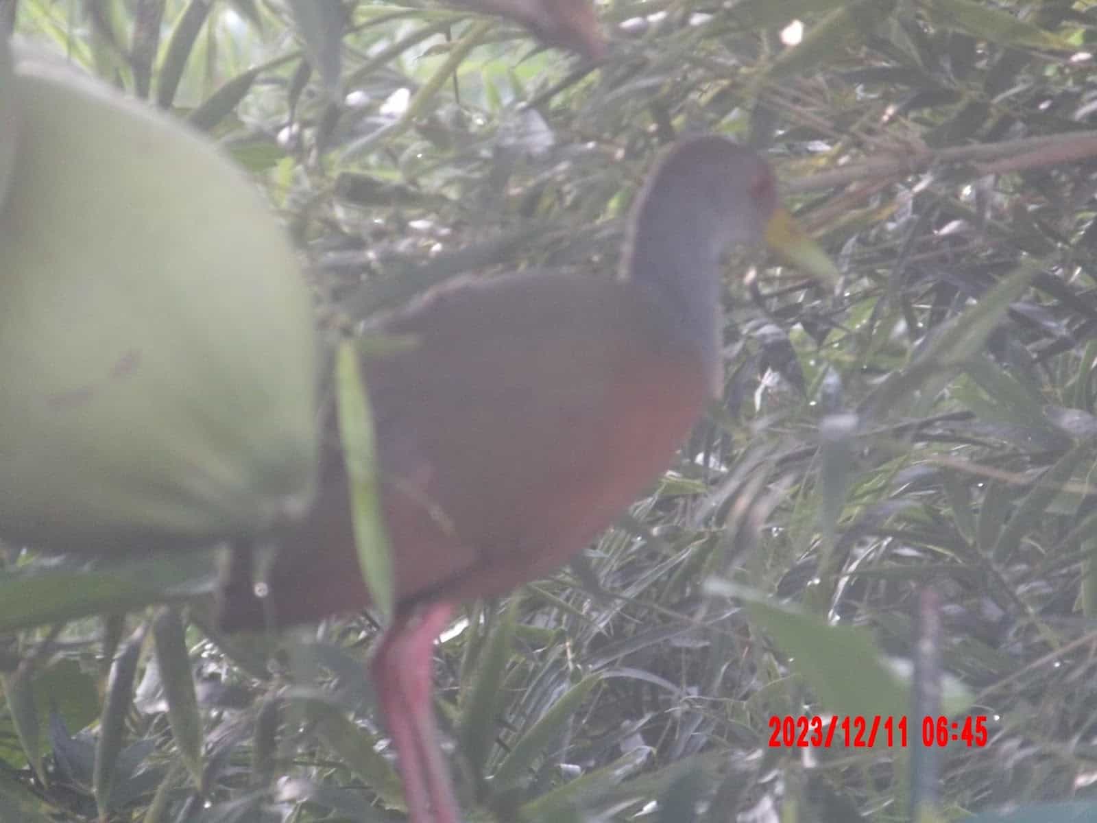 Fairly Large Bird in Uvita With a Red Body and Grey Neck Fairly Large Bird in Uvita With a Red Body and Grey Neck