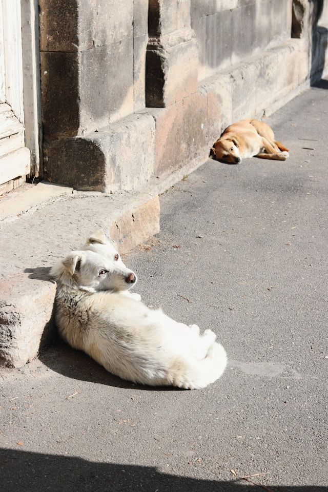 Two Dogs Laying in the Heat Two Dogs Laying in the Heat
