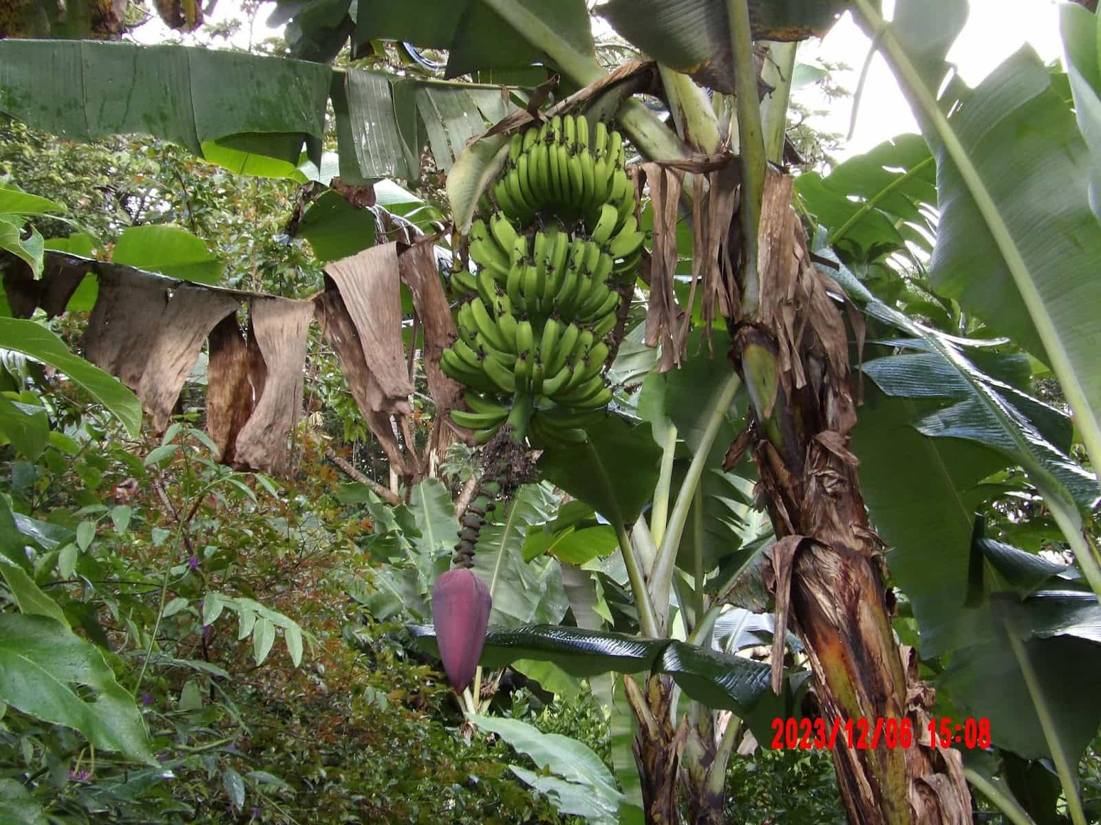 Bananas Growing in a Banana Tree