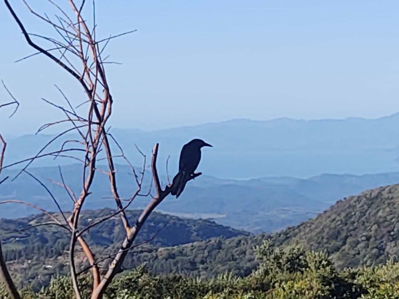 The View From Breakfast of the Moutains and a Bird