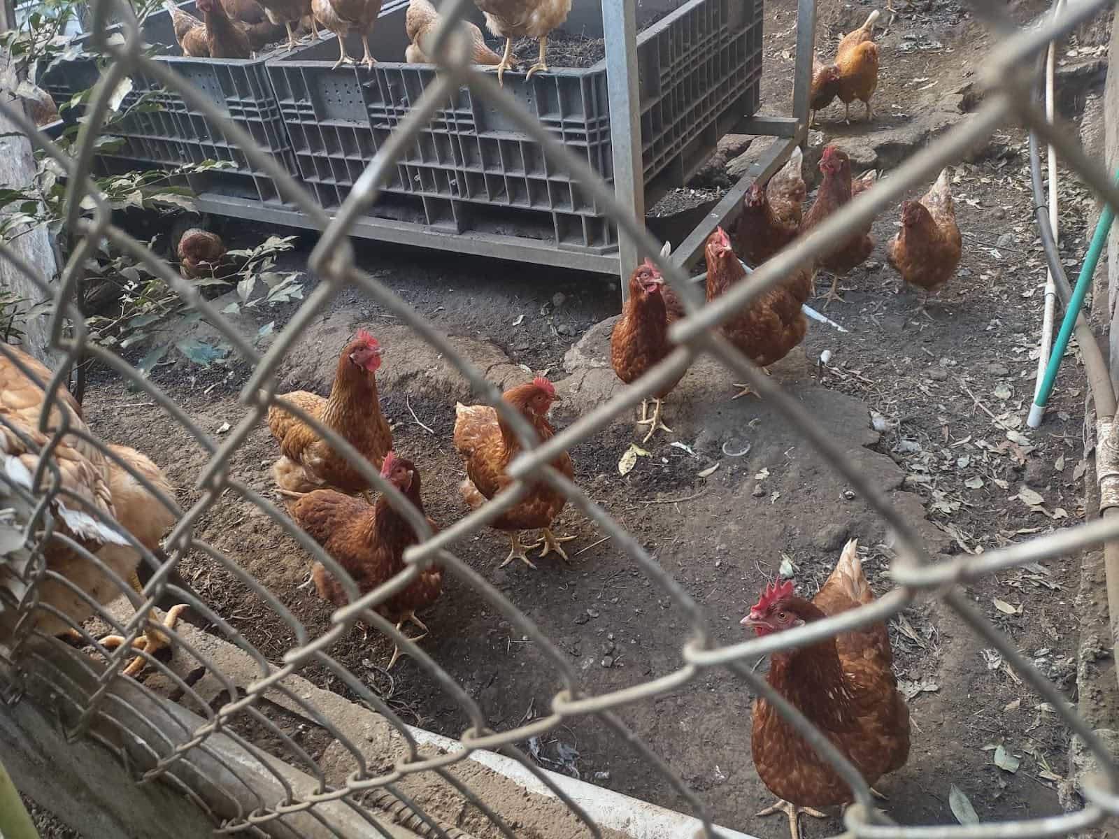 Some Free Range Chickens Behind a Fence