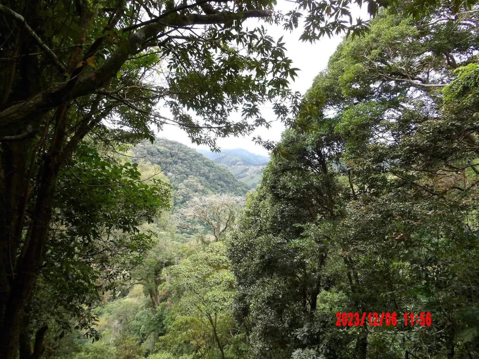 View of a Lush Forest