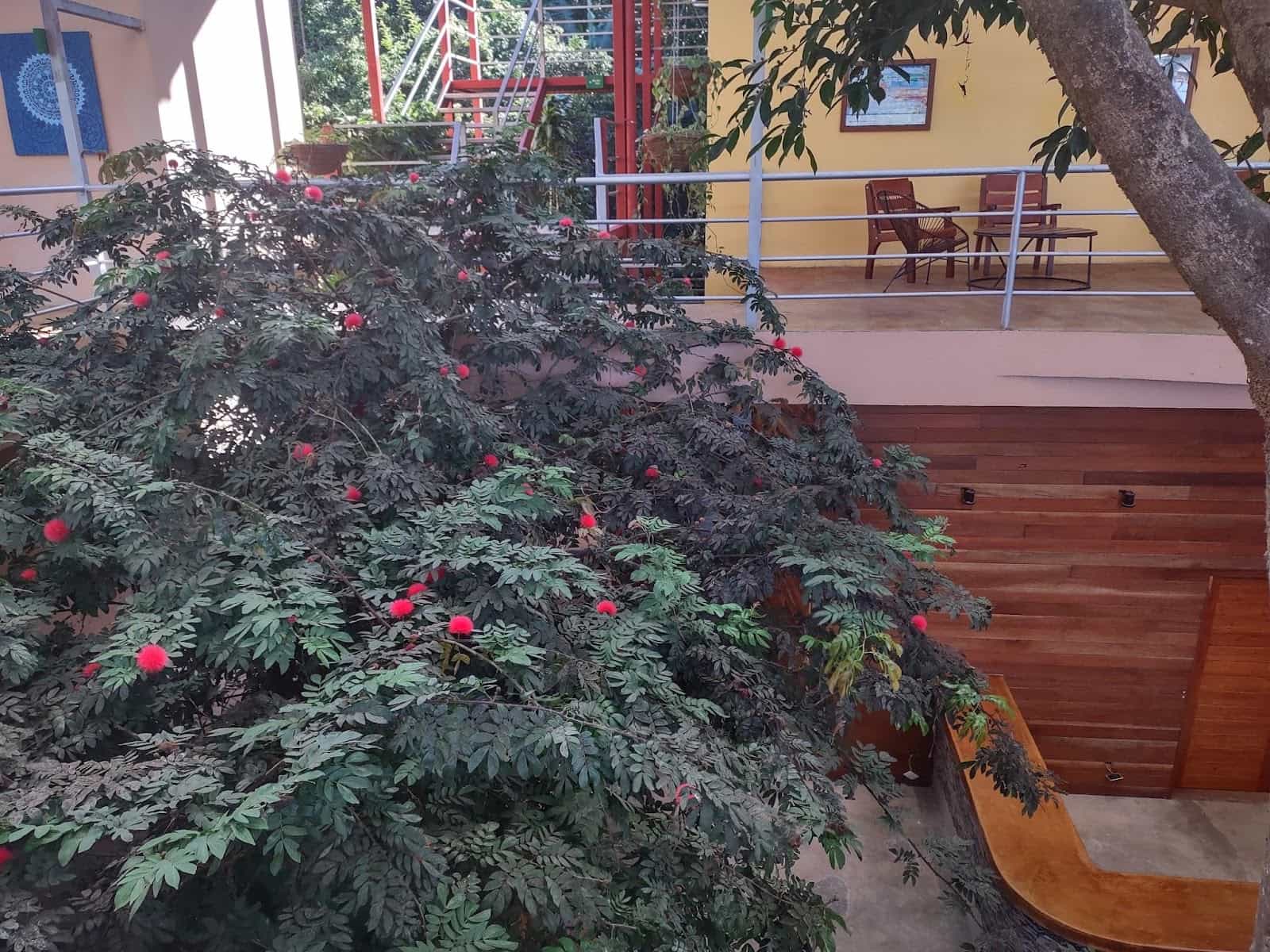 Plants Growing in the Hotel. It Looks Like a Hibiscus Tree