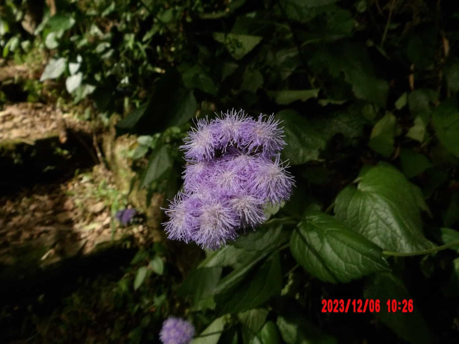 Close Up of a Purple Flower