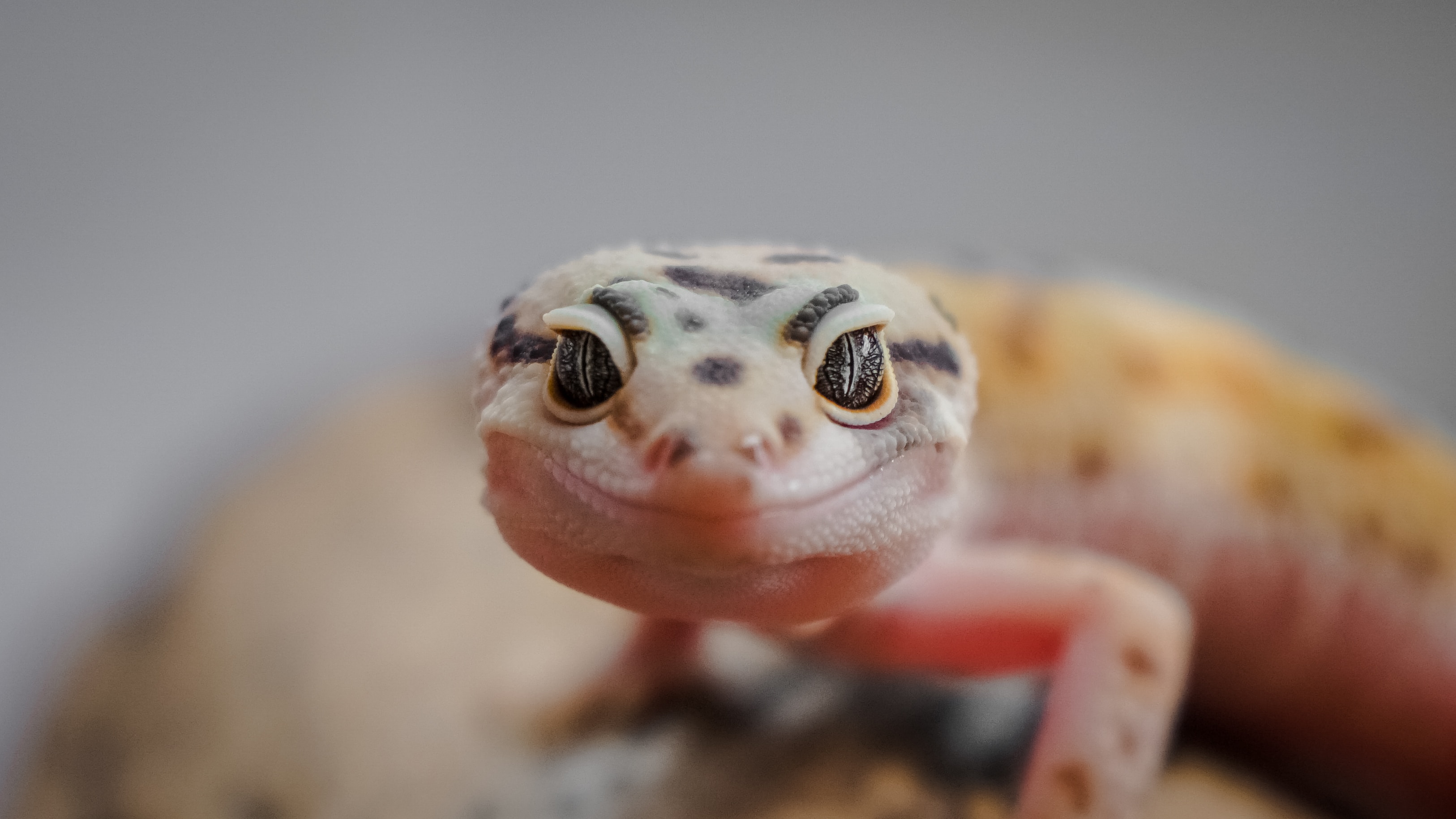 Close Up Image of a Leopard Gecko
