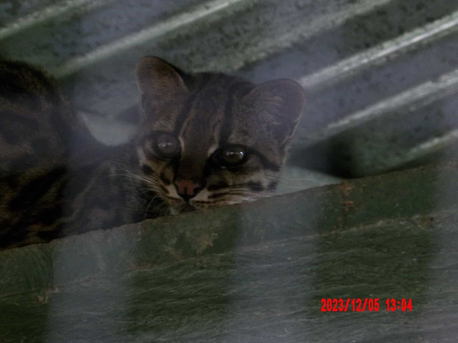 A Wild Cat at the Tucan Rescue Ranch Sanctuary A Wild Cat at the Tucan Rescue Ranch Sanctuary