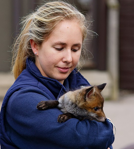 Woman Holding a Fox