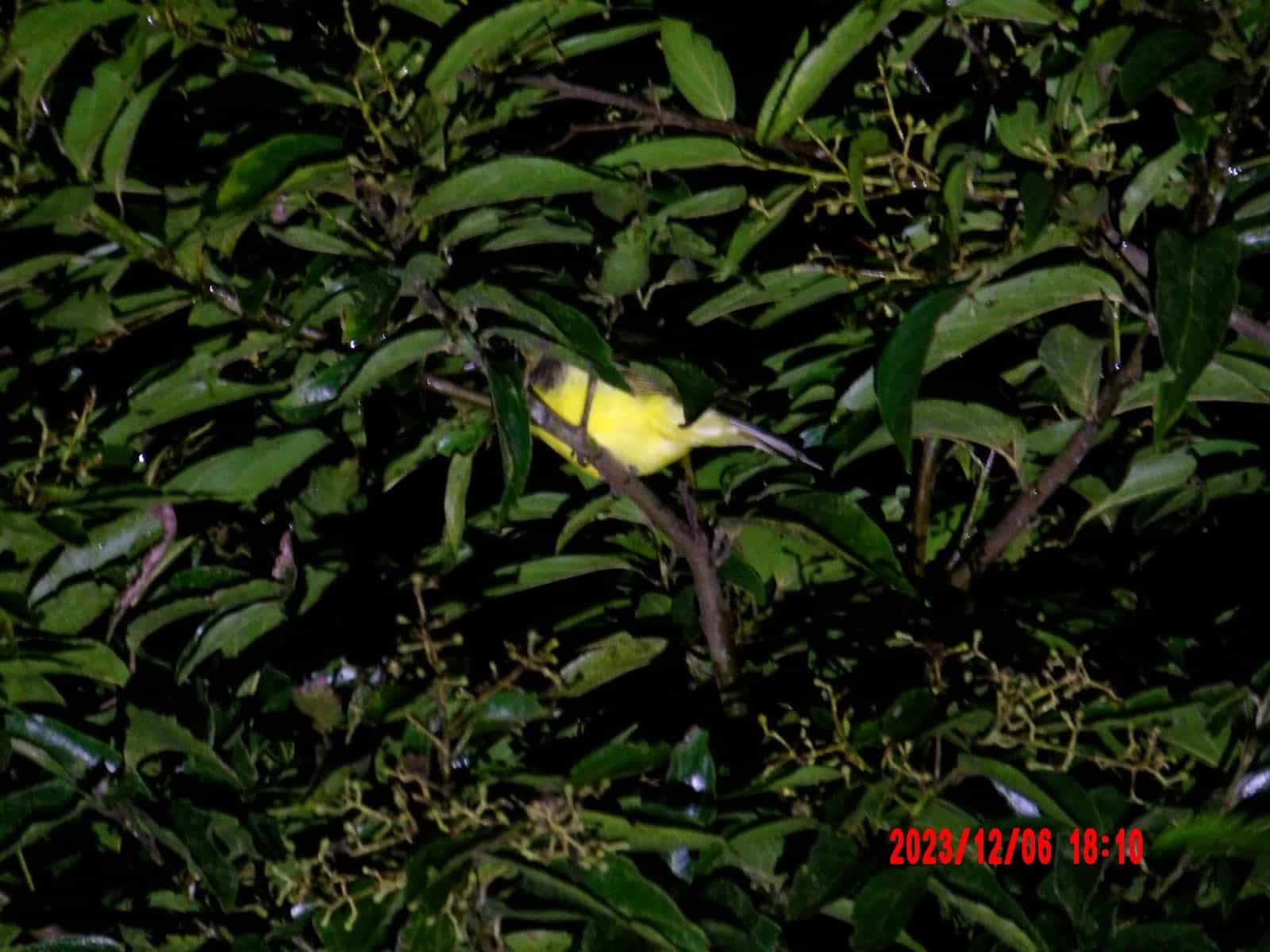 Yellow Bird in a Tree That We Saw During Our Night Tour of Monteverde Yellow Bird in a Tree That We Saw During Our Night Tour of Monteverde