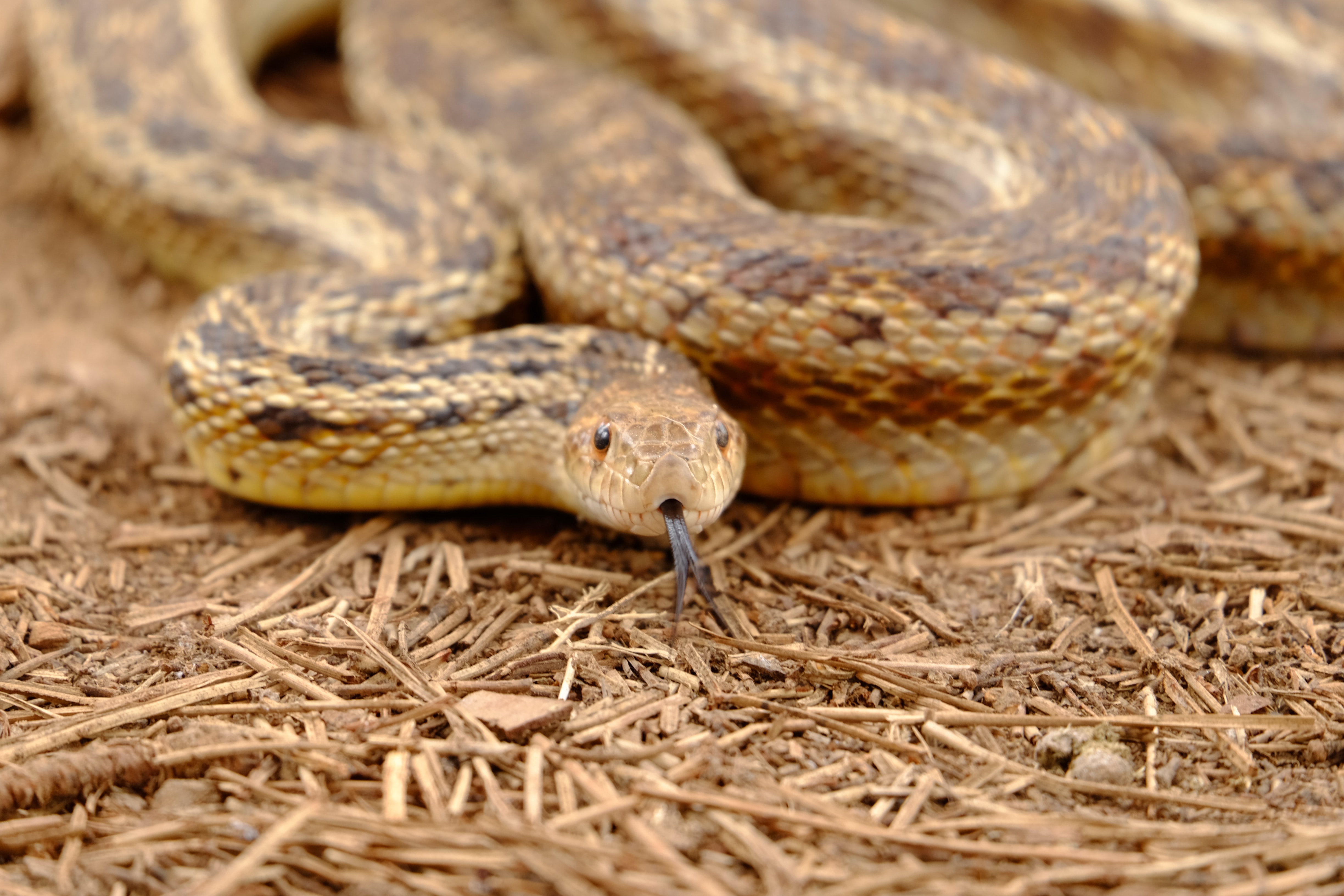 snake - gopher snake Photo by Yuval Levy on Unsplash